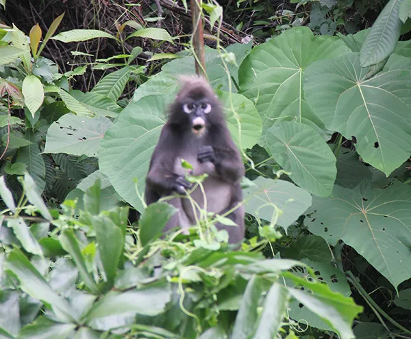 Monkey10.jpg