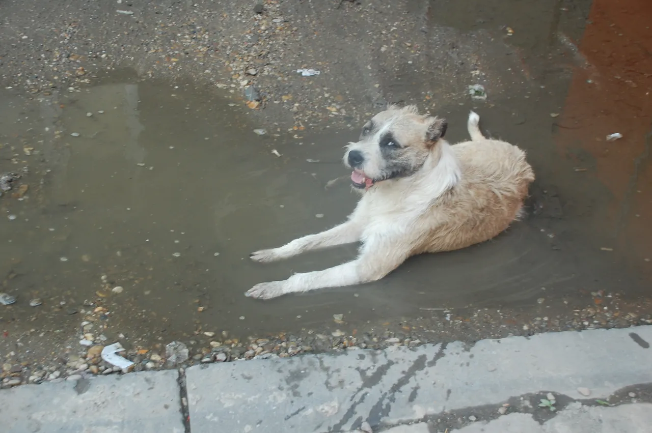 DSC_9721.JPG