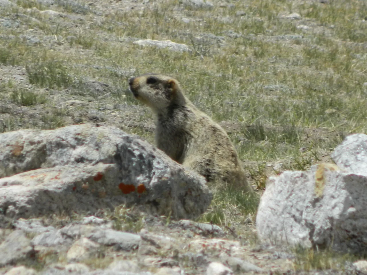 Murmut animal photo 1