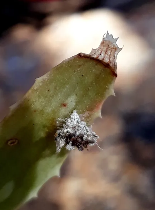 lacewing.jpg
