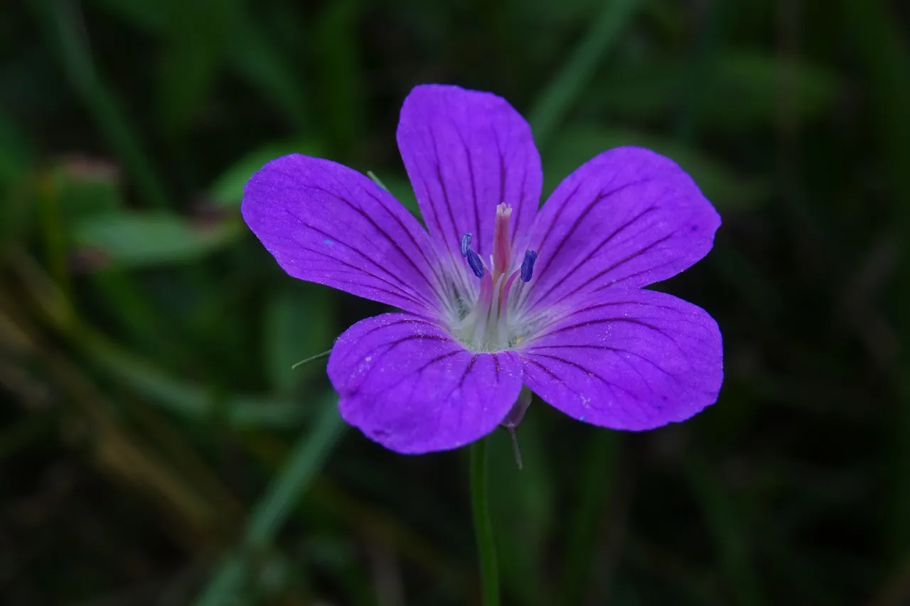 DSC08809.JPG