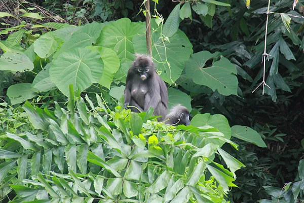 Monkey05.jpg