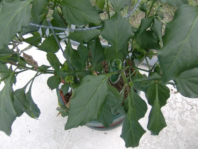 jalapeno.jpg