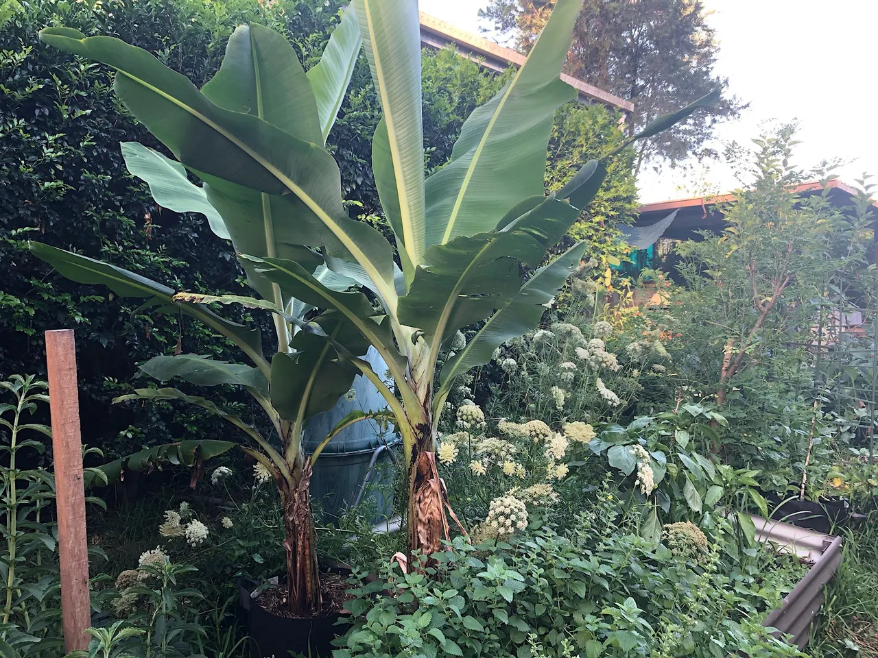 Banana trees in grow bags