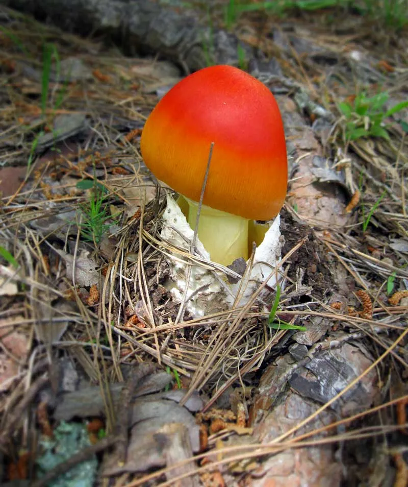 mushroom.jpg