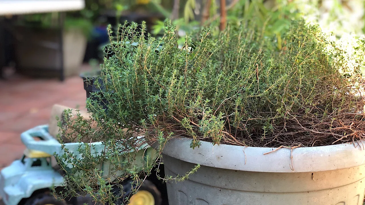 Thyme in a pot