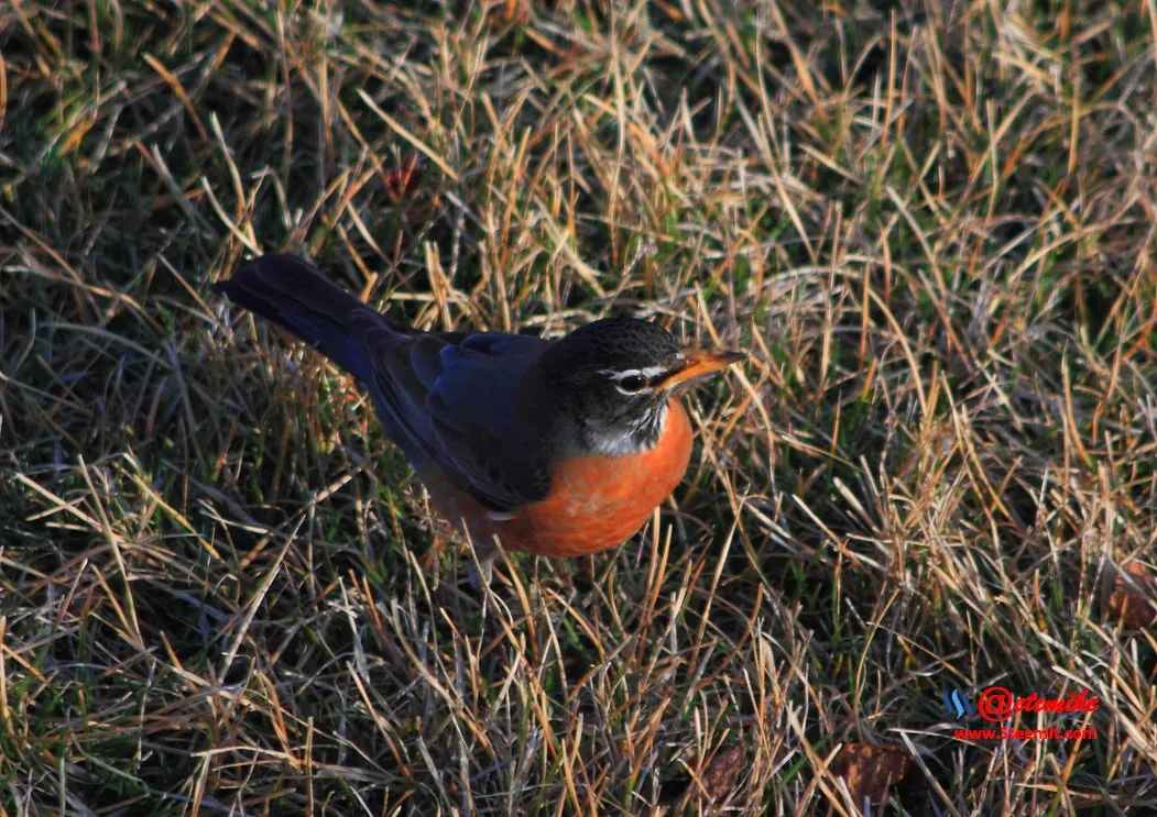 American Robin IMG_0193.JPG