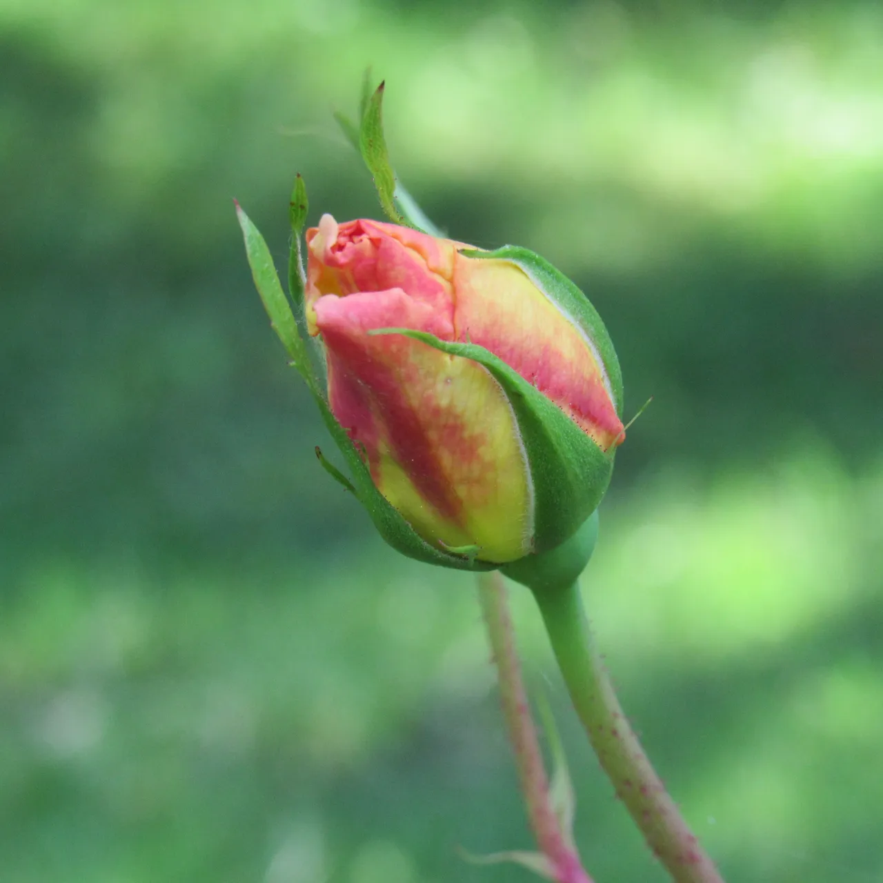 IMG_4286.JPG