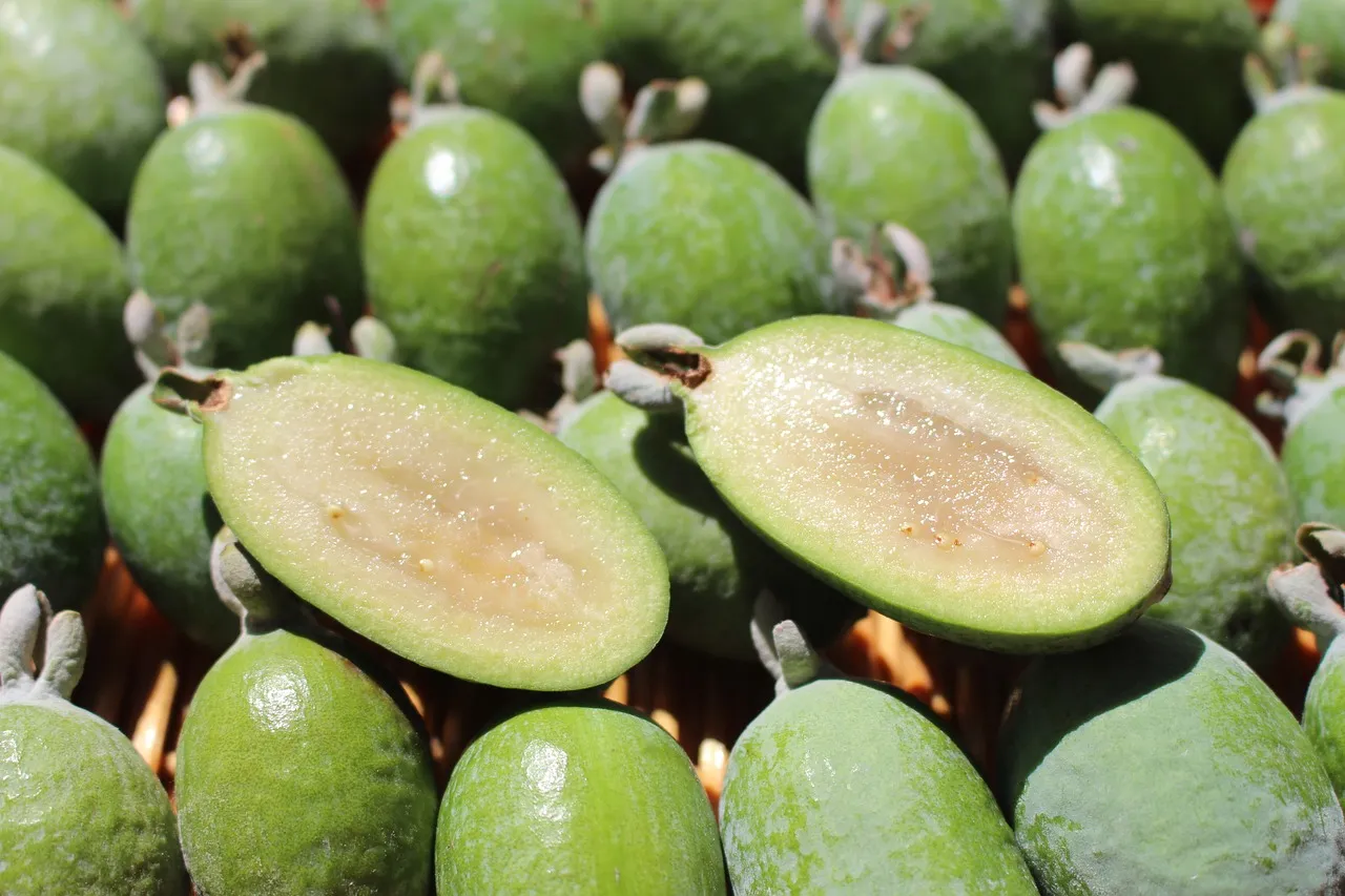 FeijoaPD.jpg