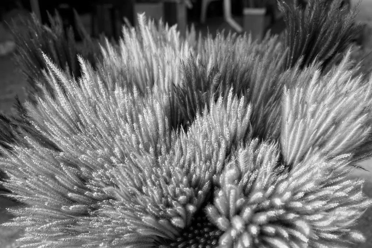 DSC05297.JPG