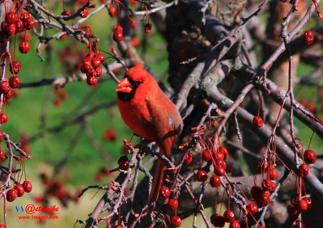 Northern Cardinal IMG_0200.JPG