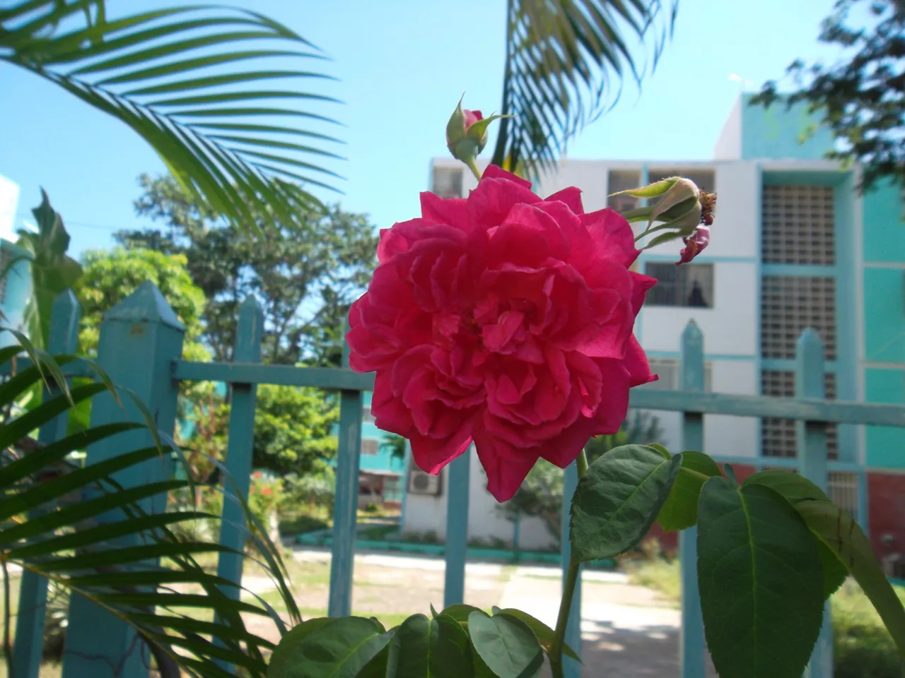 SAM_0486.JPG