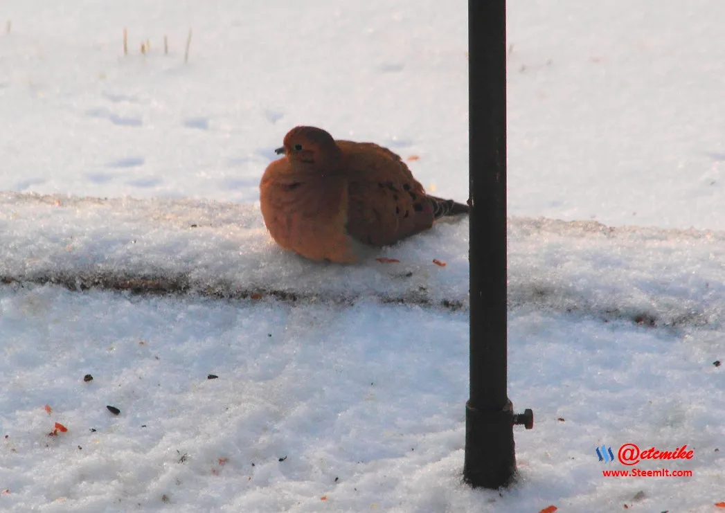 Mourning Dove IMG_0047.JPG