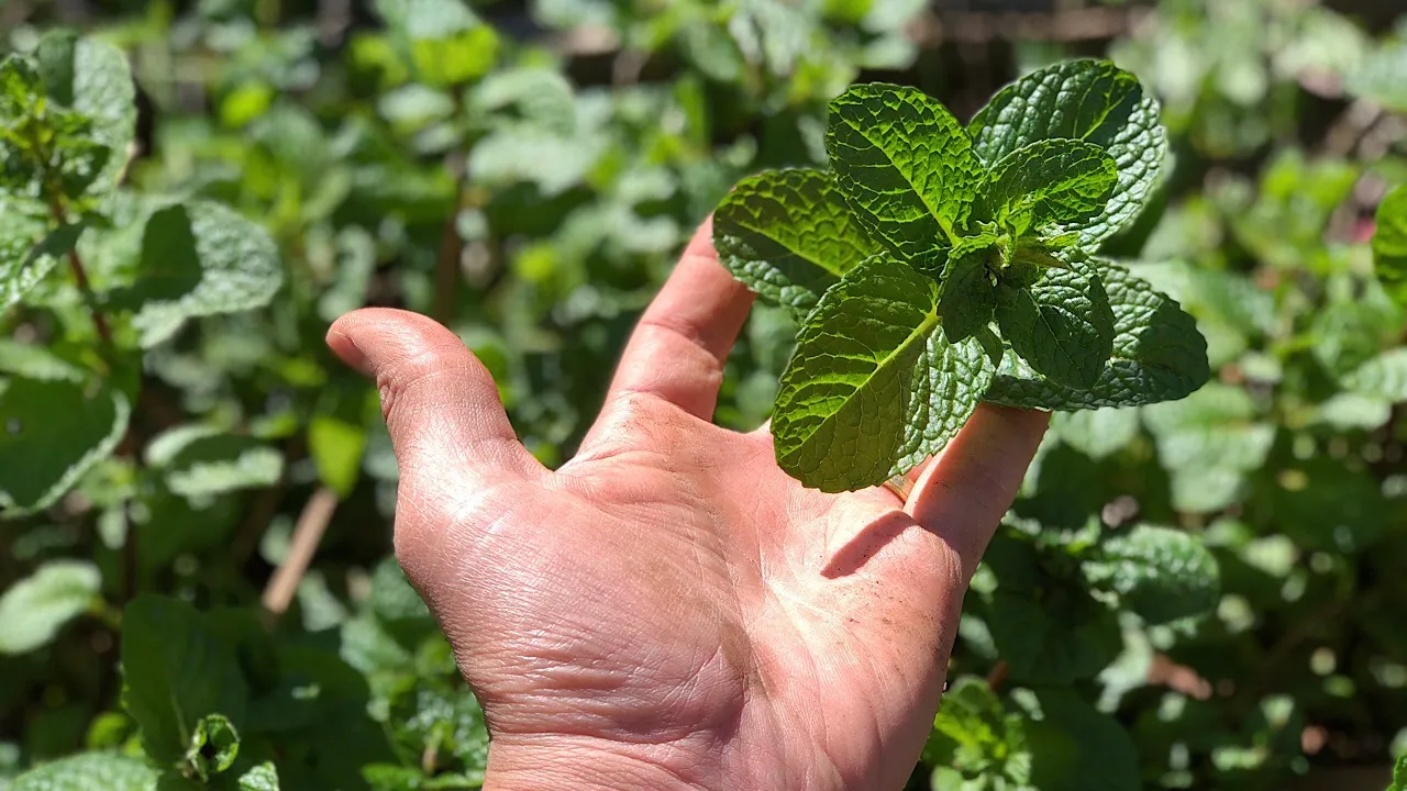 Nice homegrown mint