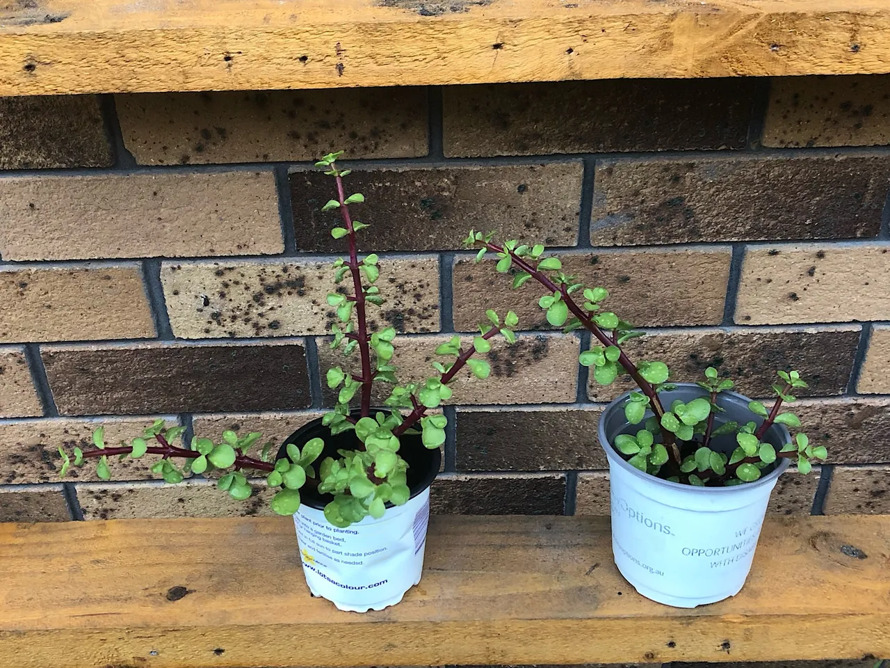 Portulacaria afra