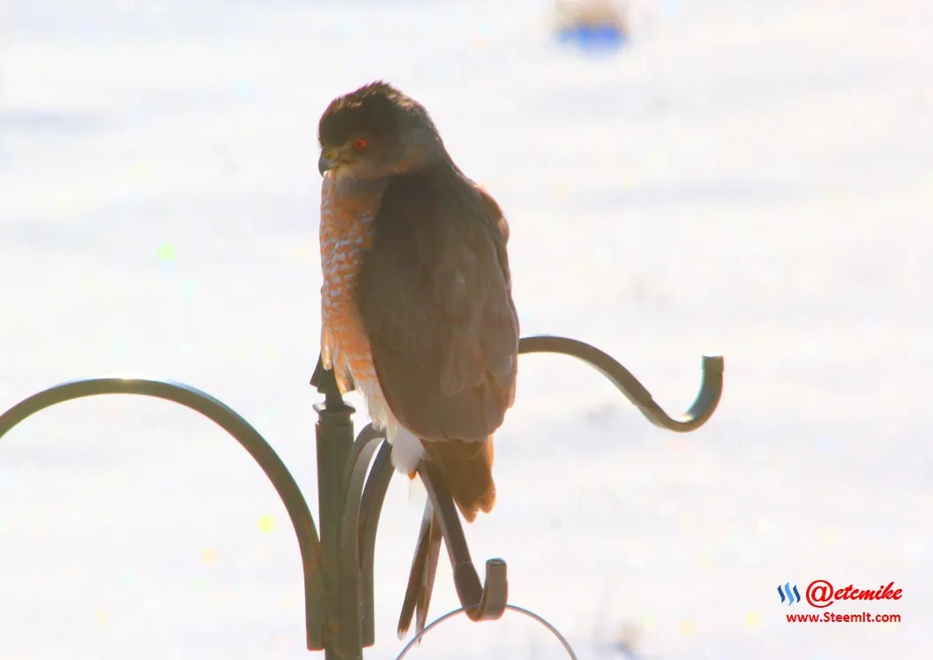 Cooper's Hawk IMG_0005.JPG