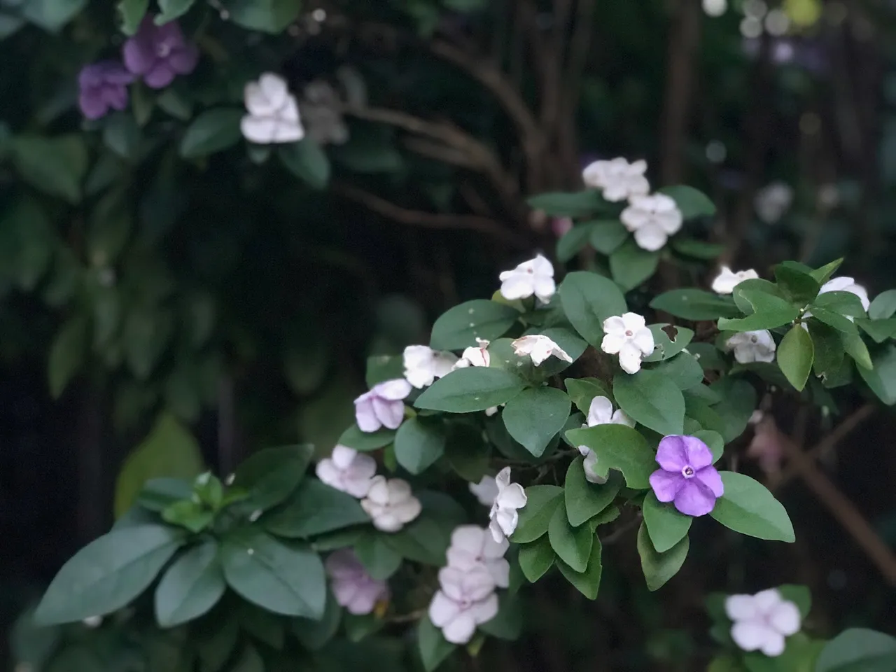 Brunfelsia Brasiliensis