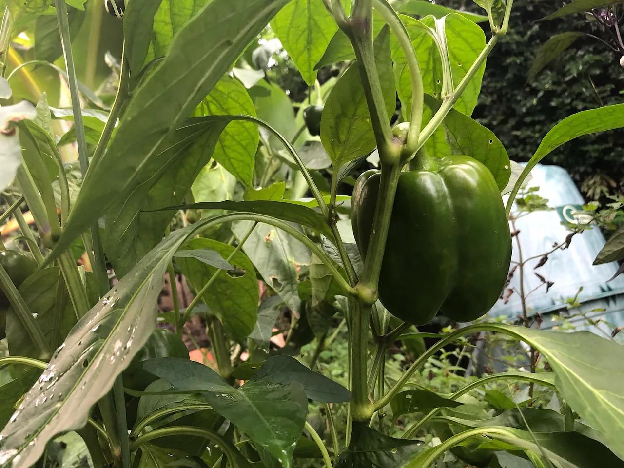 Green Capsicum