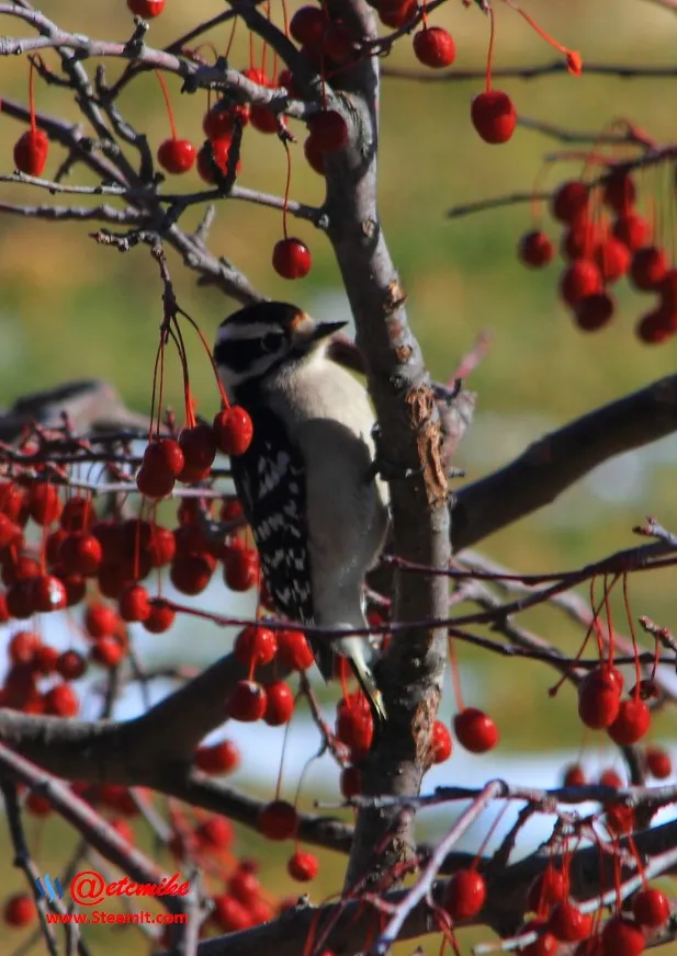 Downy Woodpecker IMG_0033.JPG