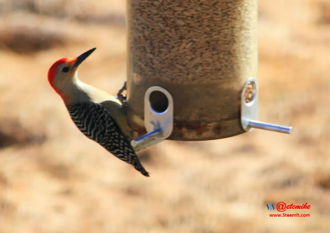 Red-bellied Woodpecker IMG_0141.JPG