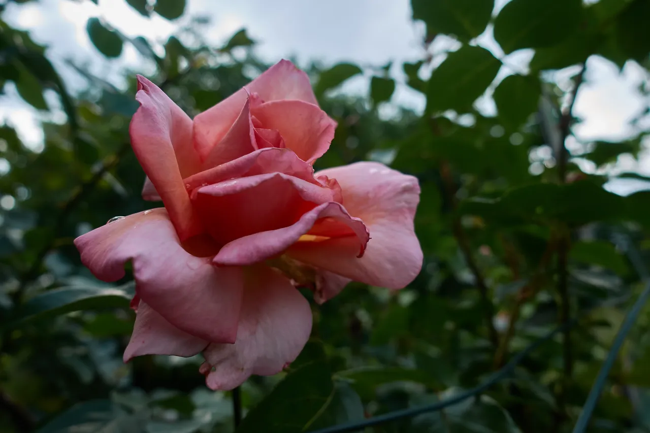 DSC03099.jpg