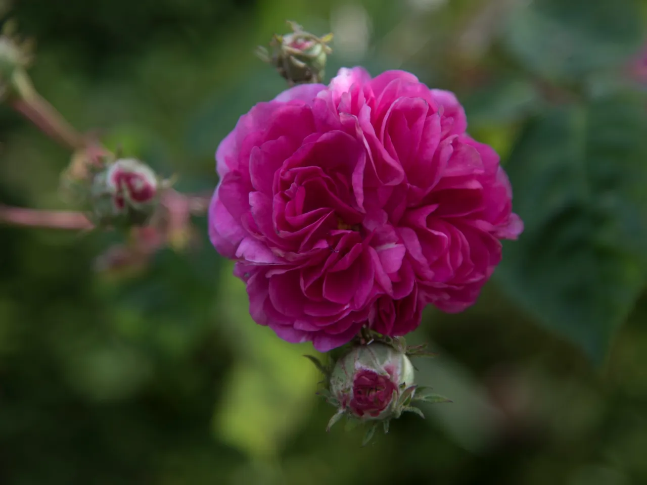 DSC_4284.jpg