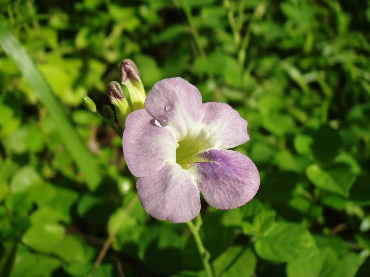 Queen Sirikit Park - flower