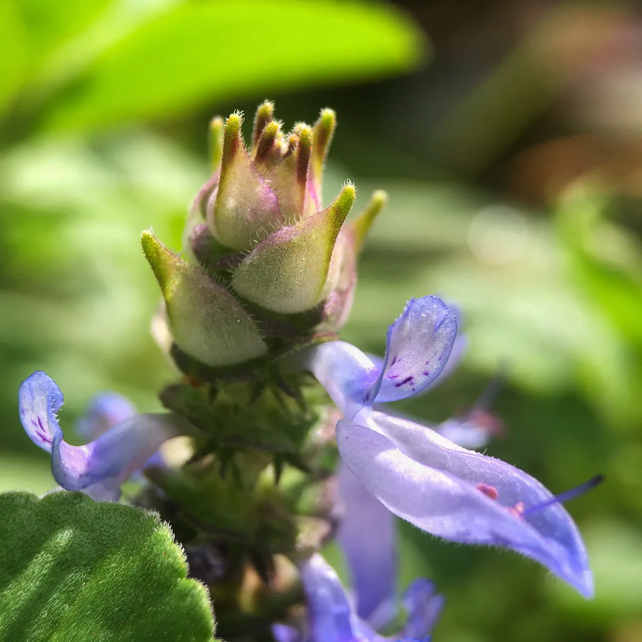 Dog Bane flowers