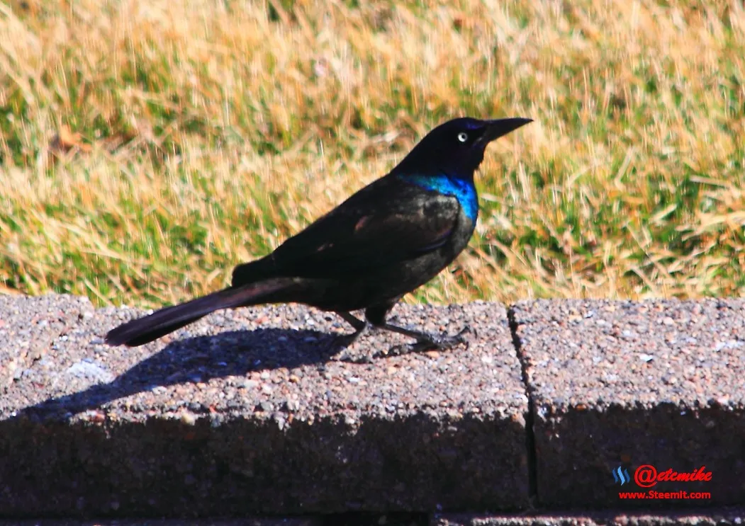 Common Grackle IMG_0123.JPG