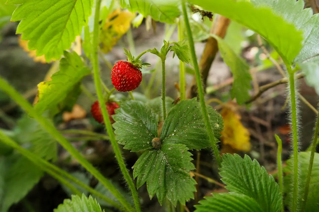P7060645.jpg