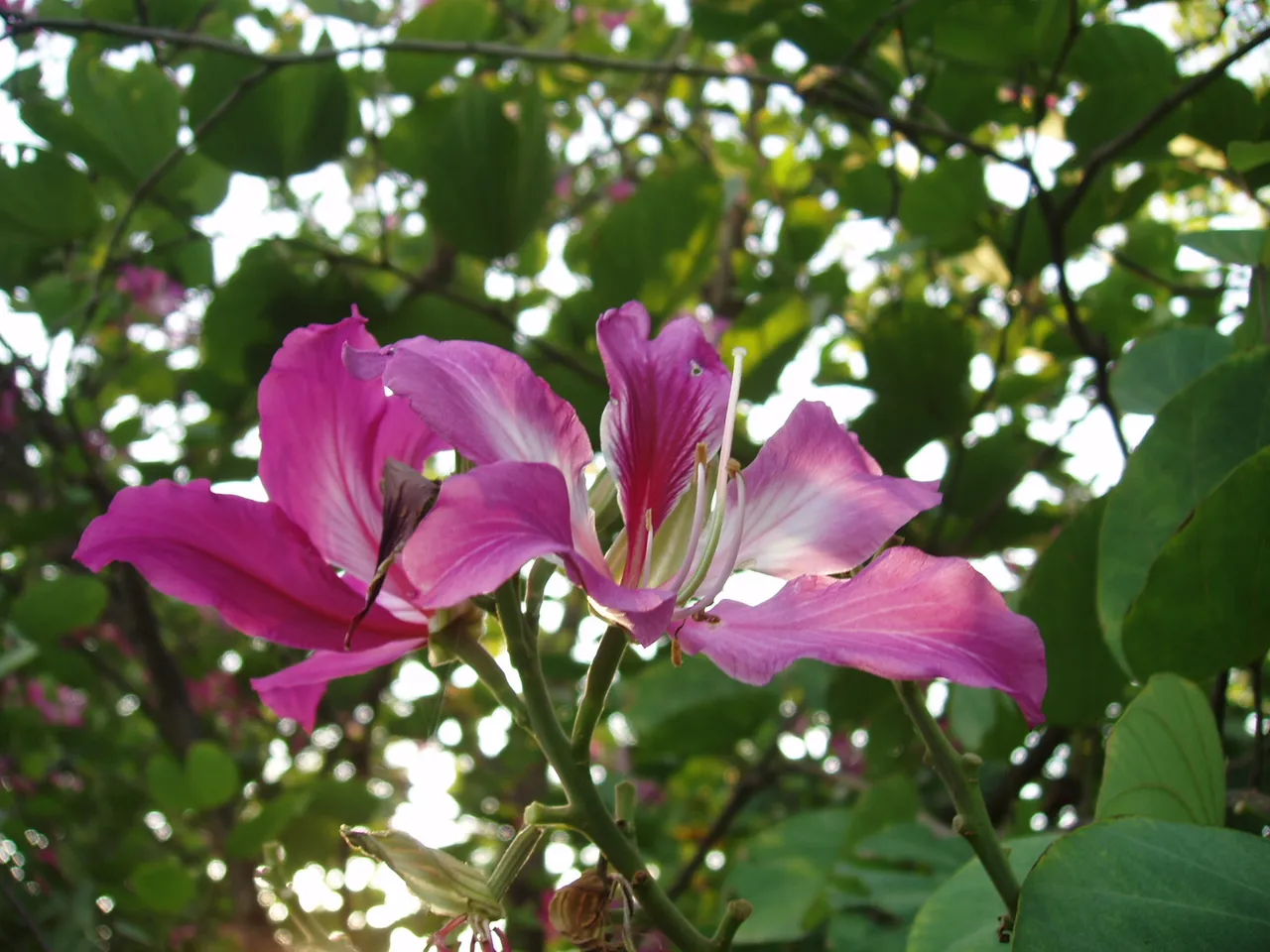 Queen Sirikit Park - flower