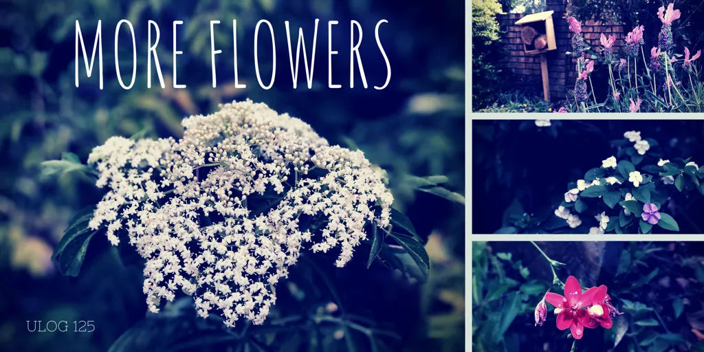 ULOG 126 - More flowers in the garden