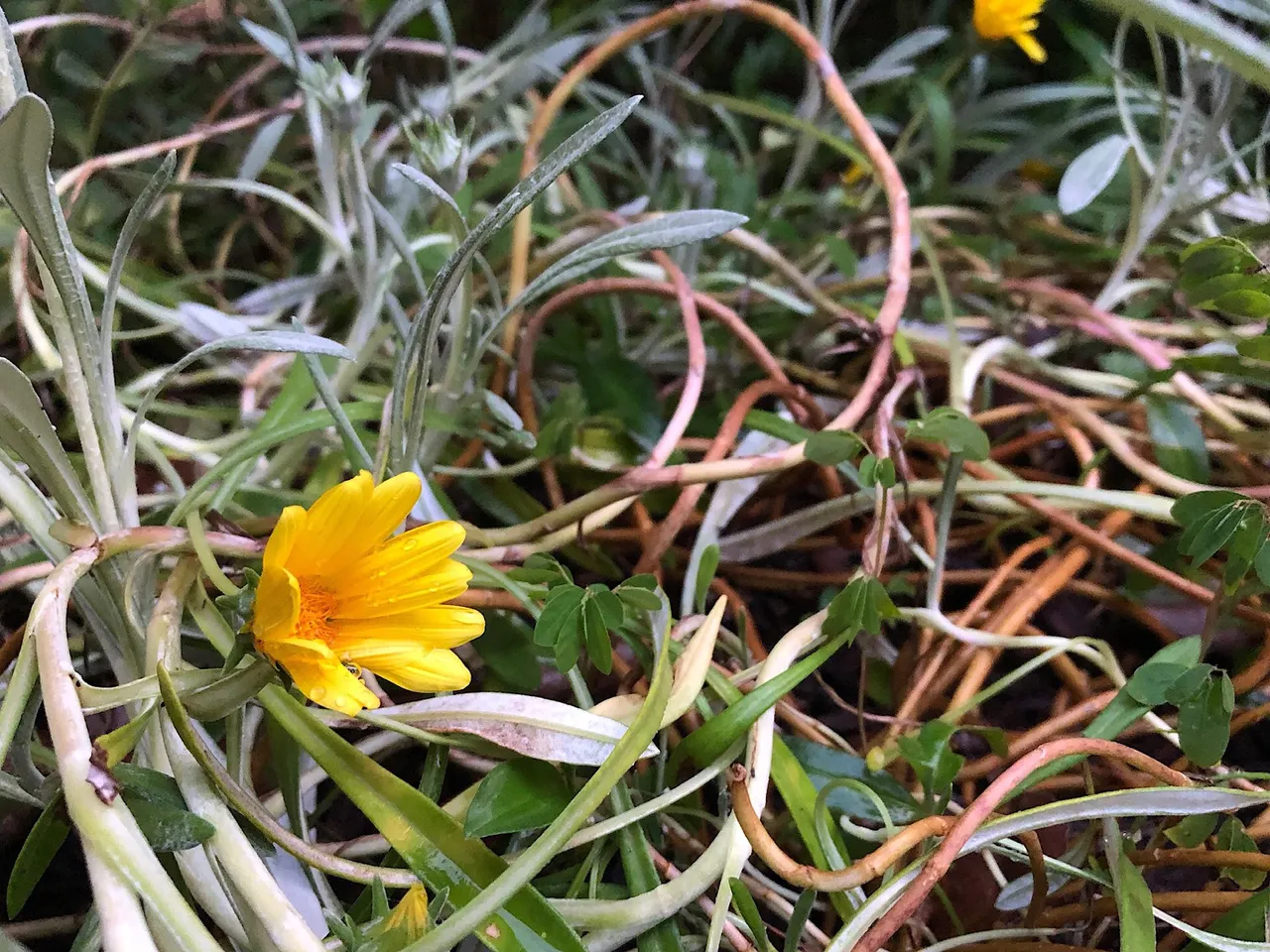 Treasure Flower