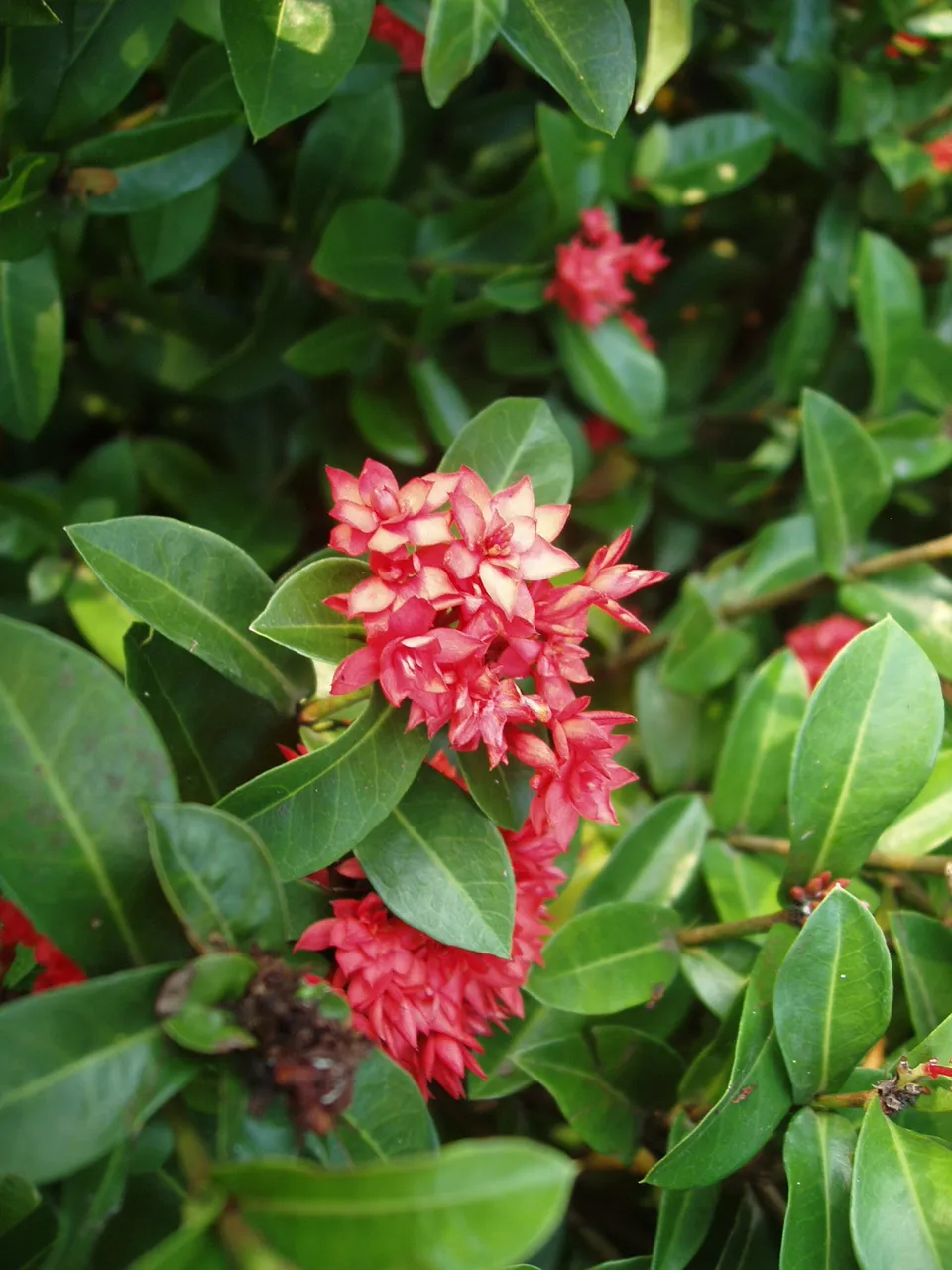 Queen Sirikit Park - flower