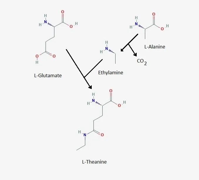 Theanine.jpg