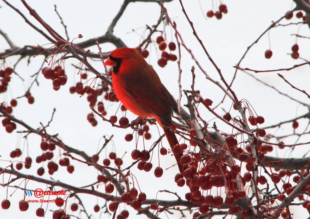 Northern Cardinal IMG_0031.JPG