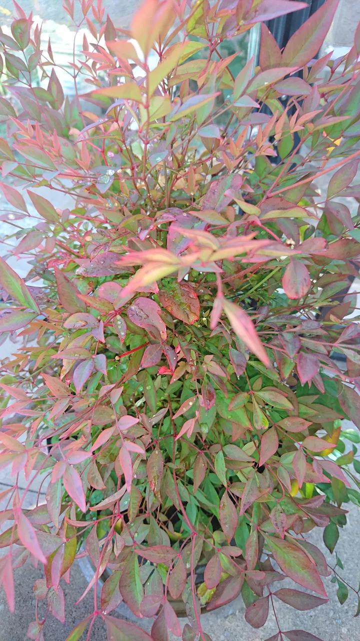 DSC_0148.JPG