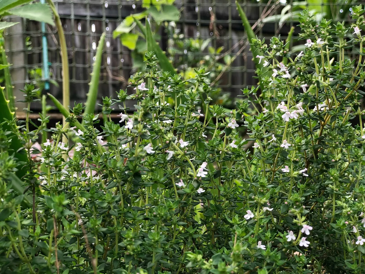 Macro photograph of thyme leaves and flowers