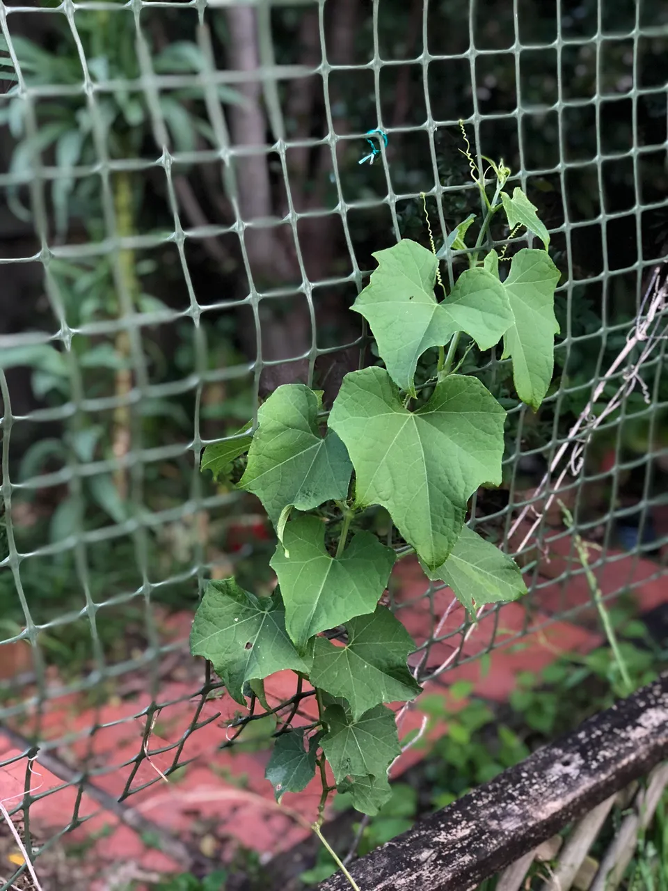 Chokos (Chayote) vine