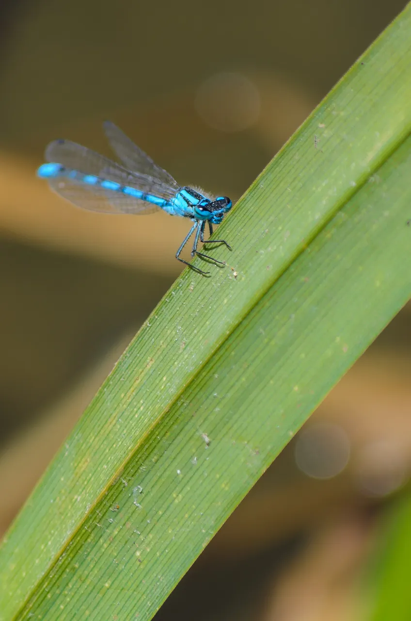 DSC_0743.jpg