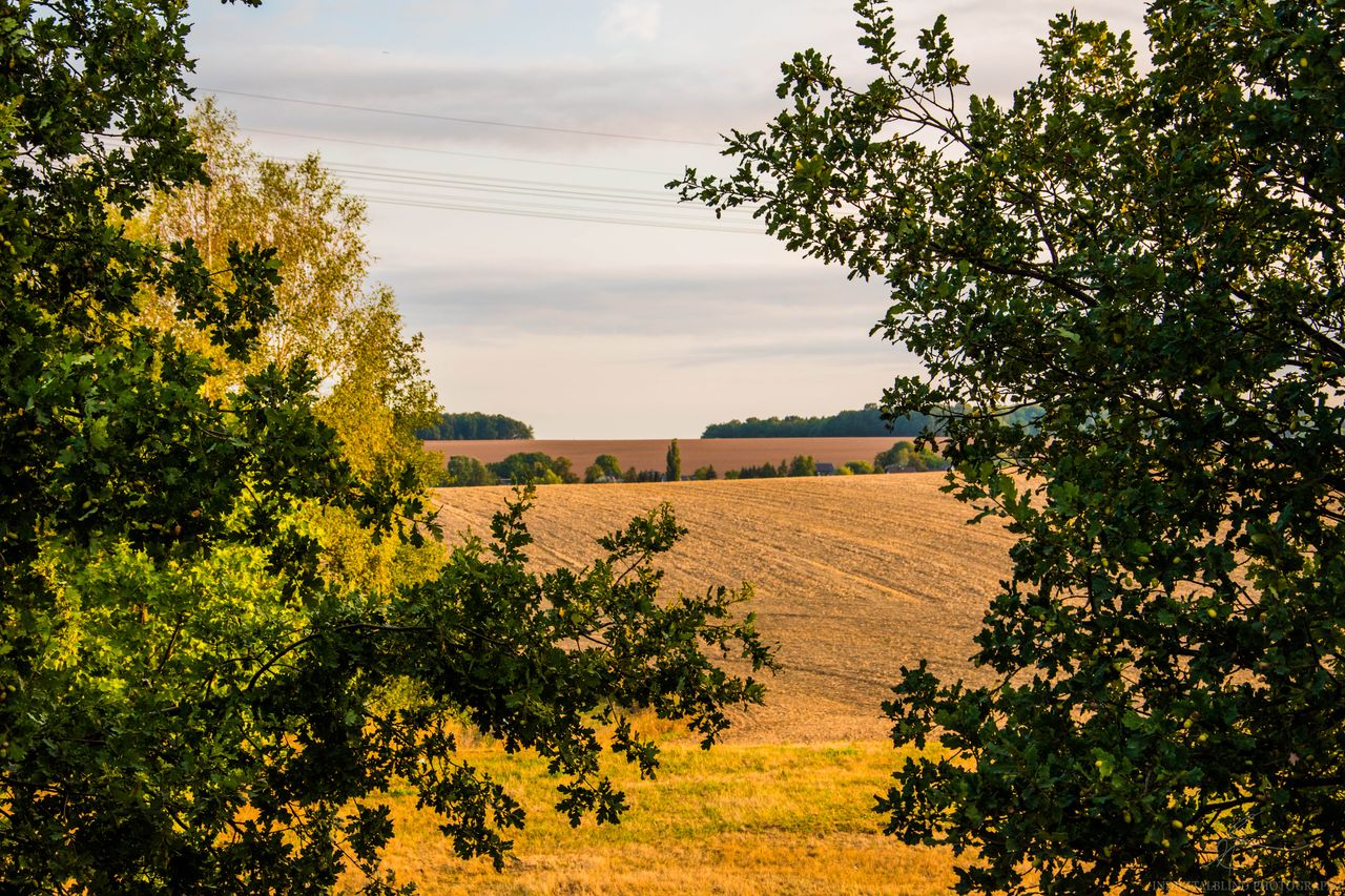 DSC_0133.jpg