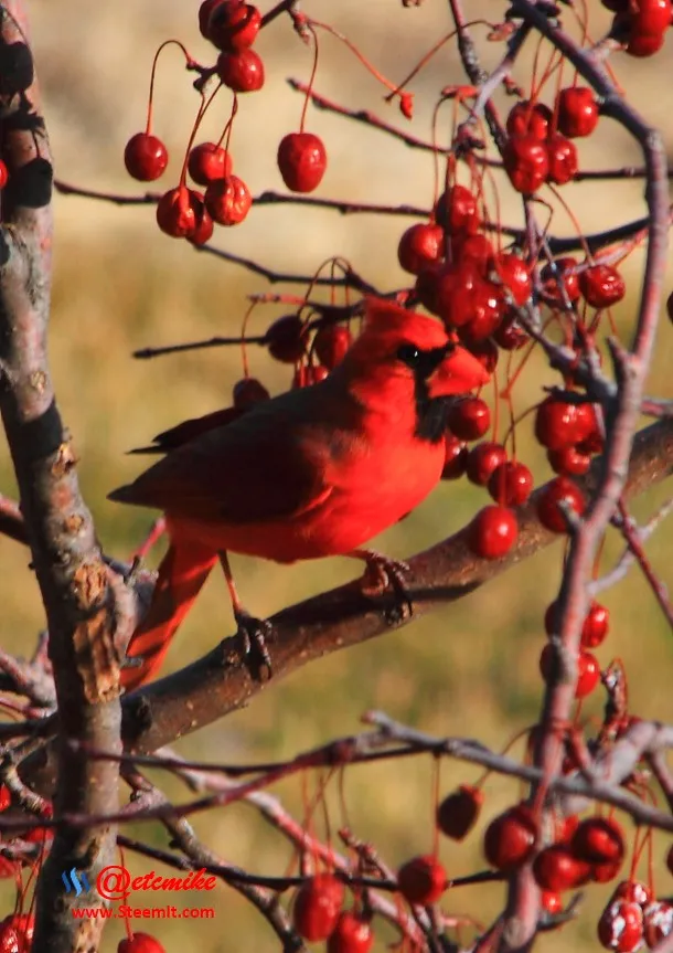 Northern Cardinal IMG_0269.JPG