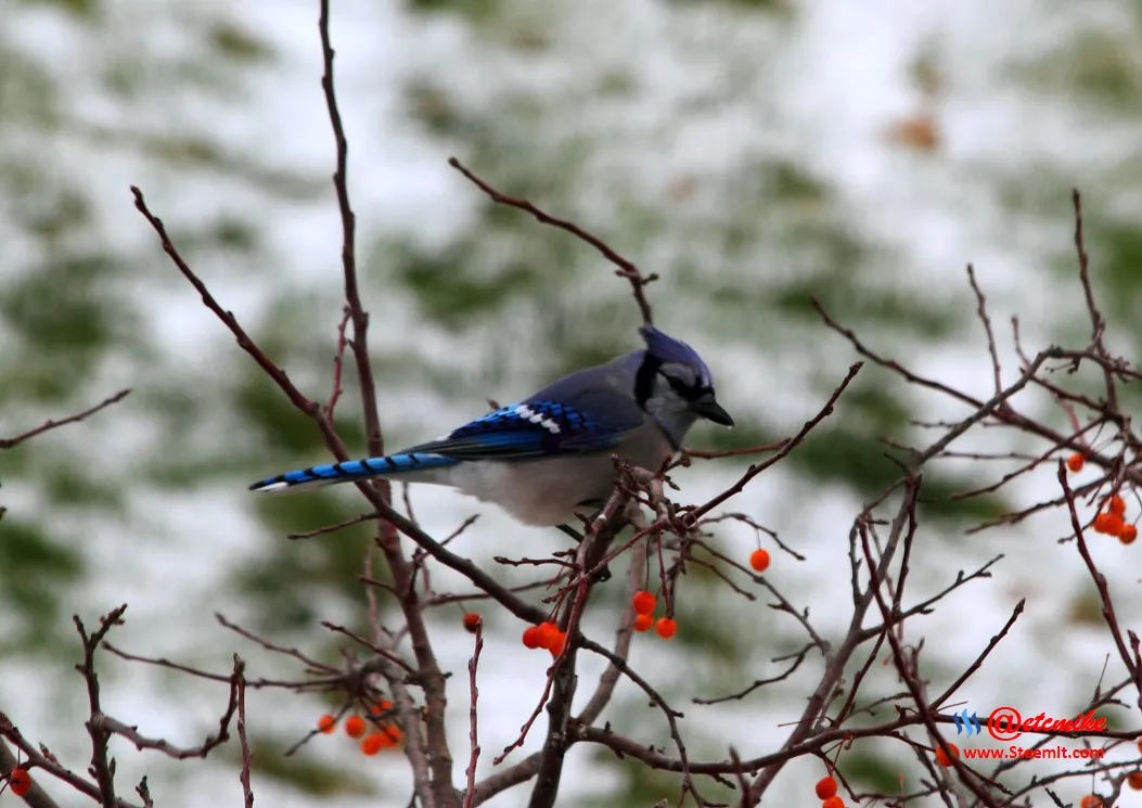 Blue Jay PFW01-19.JPG