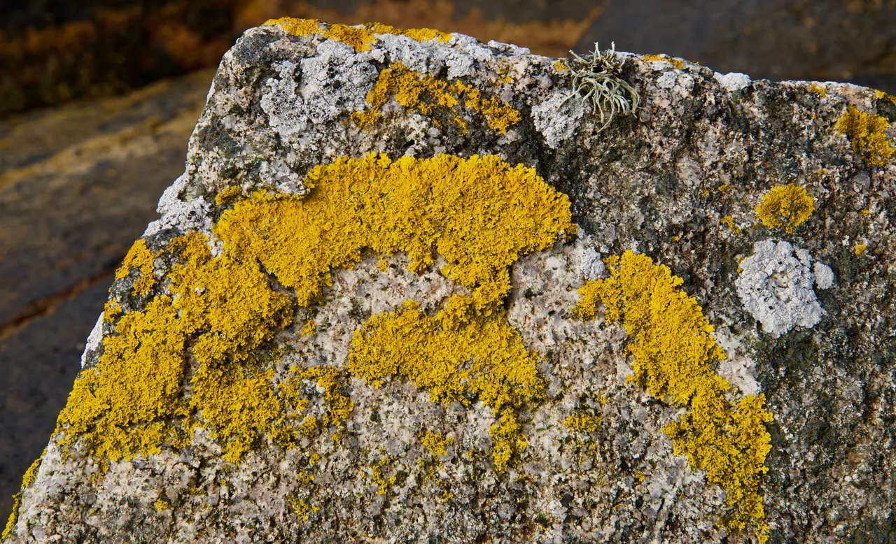 DSC_1514.jpg