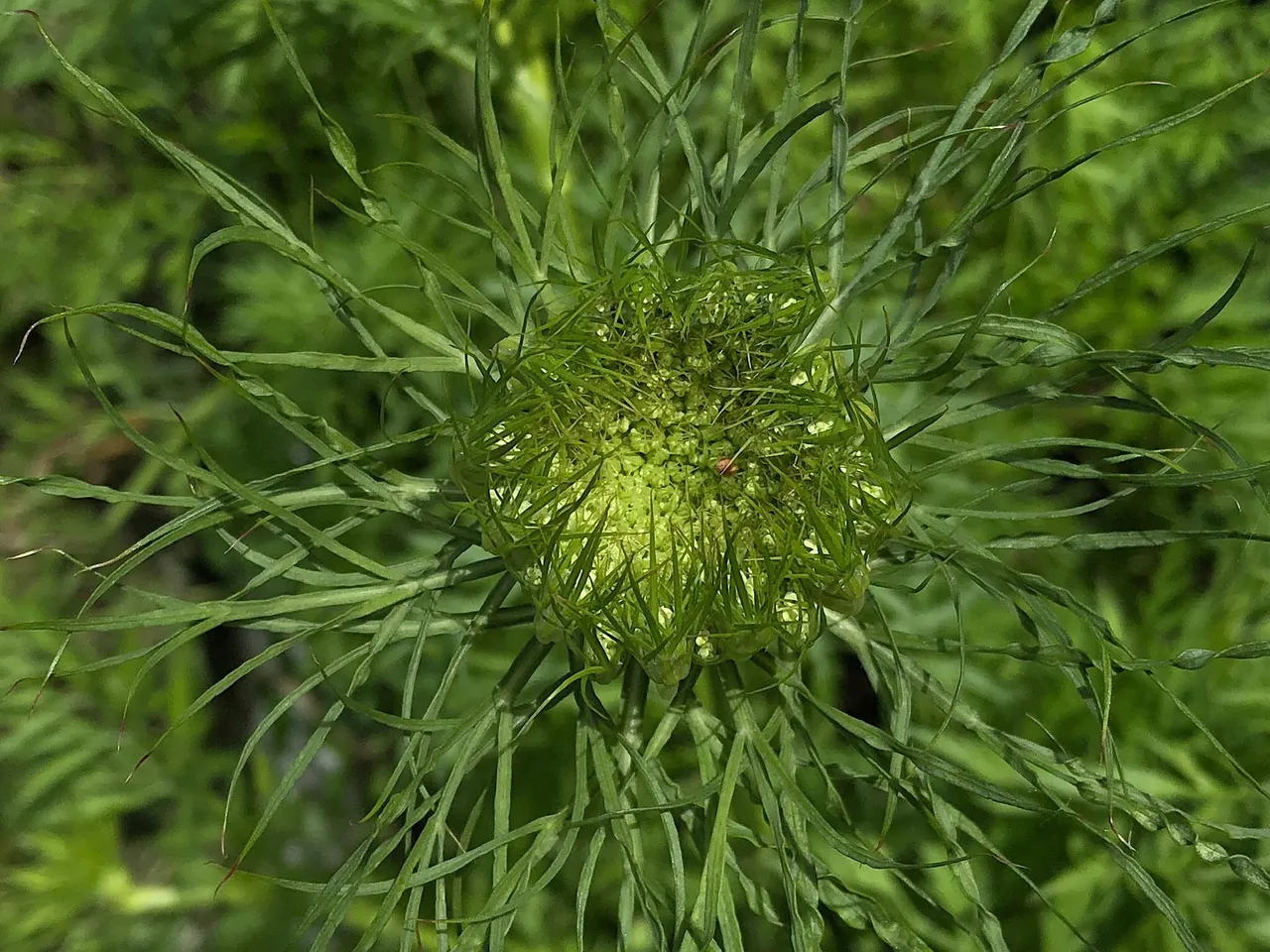 Carrot flower