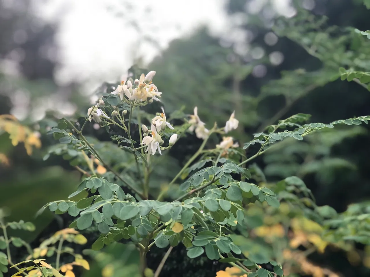 Moringa flower