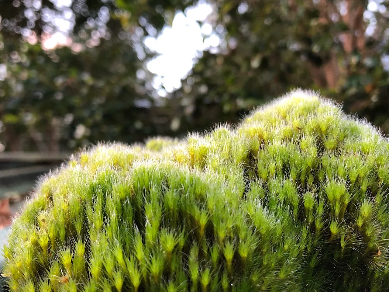 Moss