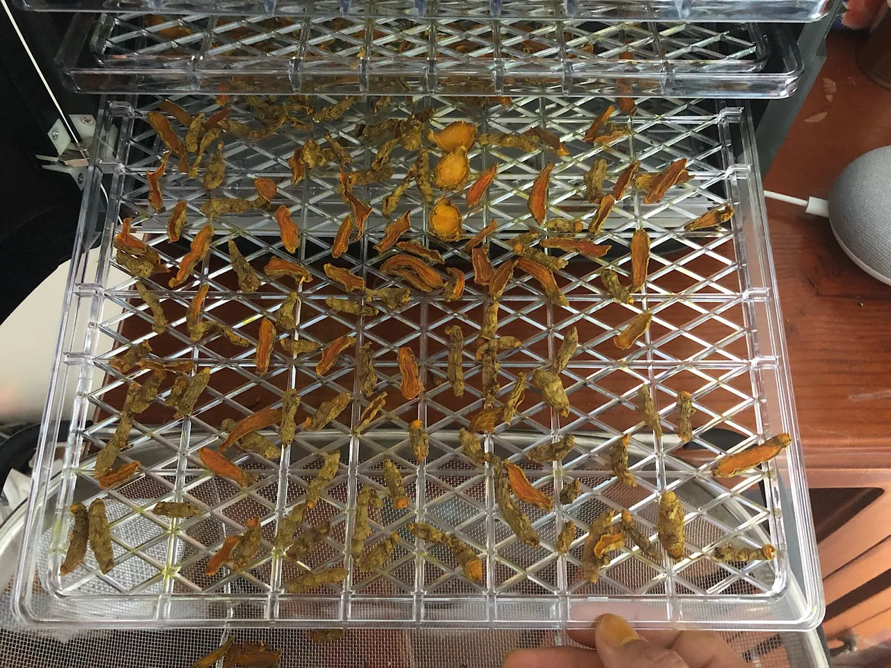 Dry Turmeric off the dehydrator