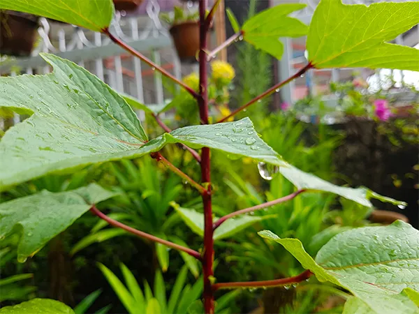 Plants03.jpg