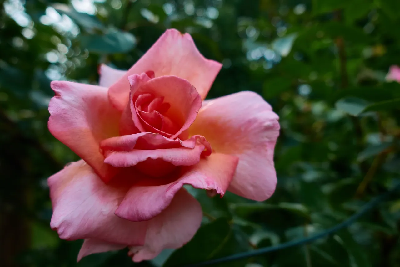 DSC03100.jpg